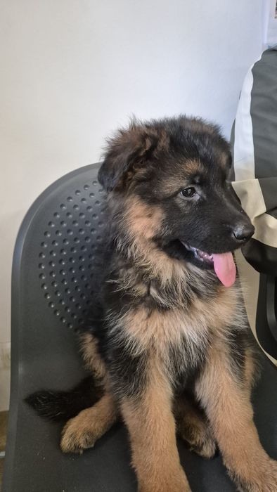 Szczeniaki 2 miesieczne