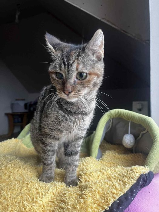 Fela kotka do adopcji