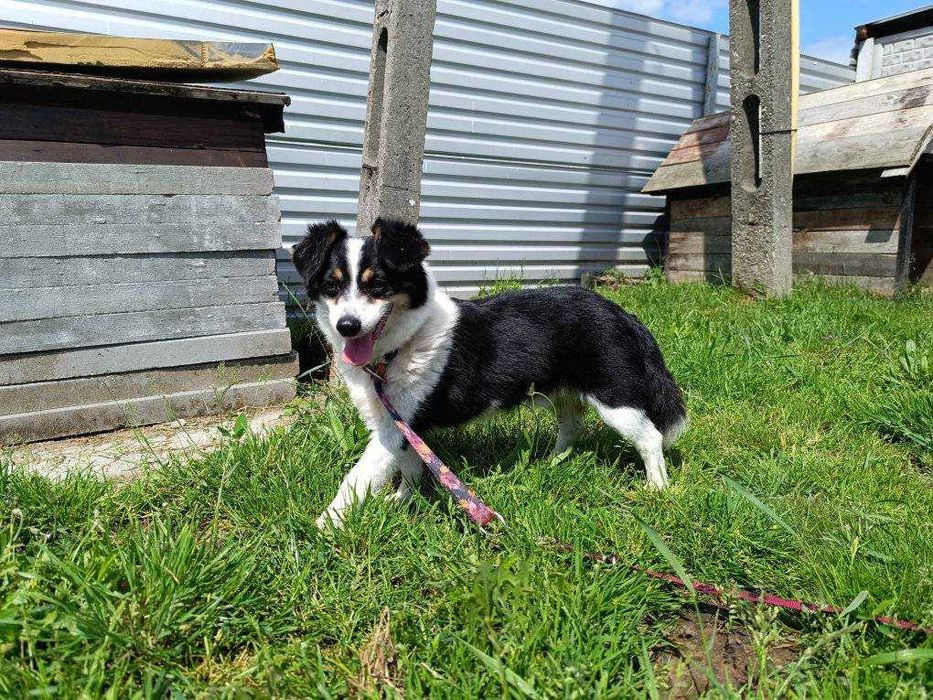 Mały Piksel, wielkie serce – szuka cichej przystani