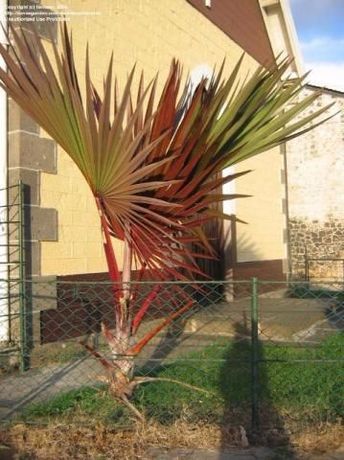 Palmeira vermelha