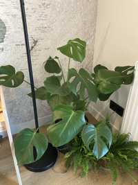 Kwiat „Monstera”