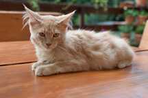 Kocurek Maine Coon  NICK/Rodowód FPL/Gotowy Do Odbioru