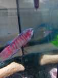 Peixe-paraíso, macropodus