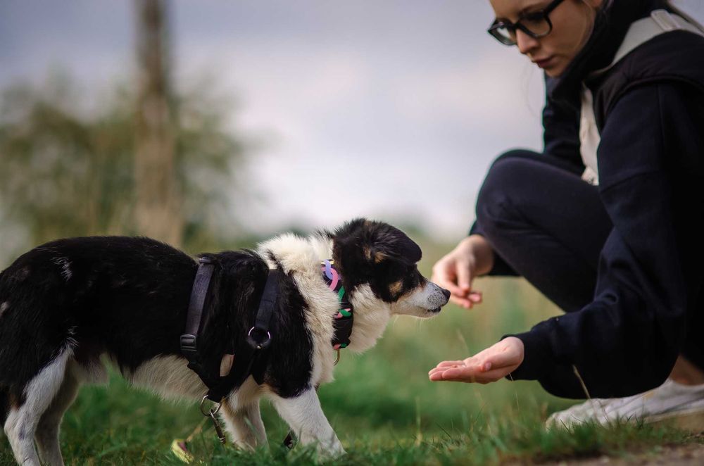 Mały Piksel, wielkie serce – szuka cichej przystani