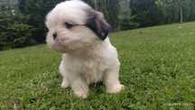 Szczeniak suczka shih tzu