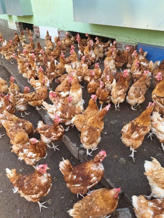 Kury Nioski Messa z jajkiem