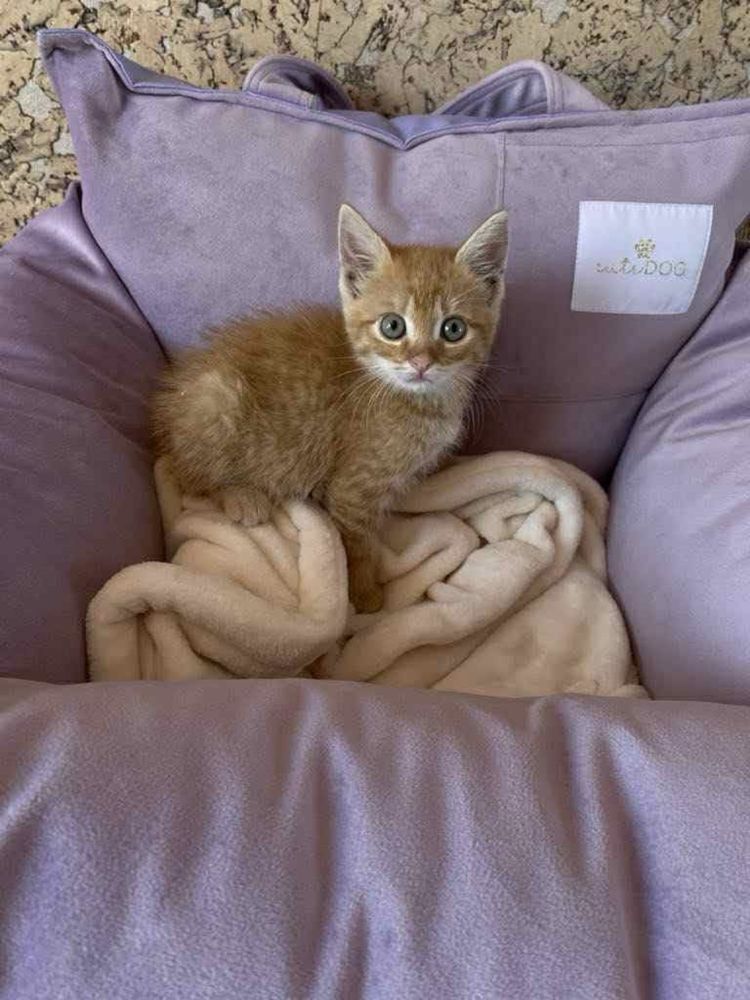Kotek Rumianek do adopcji