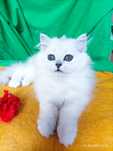 Серебристая шиншилла котёнок белый