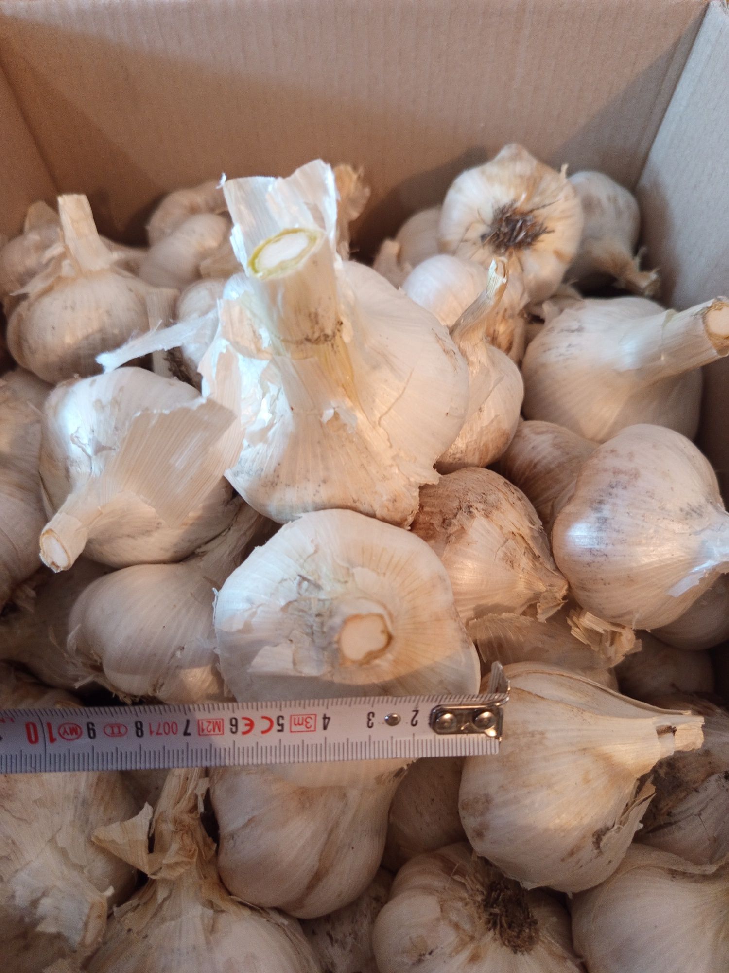 Продам часнок Роккамболь