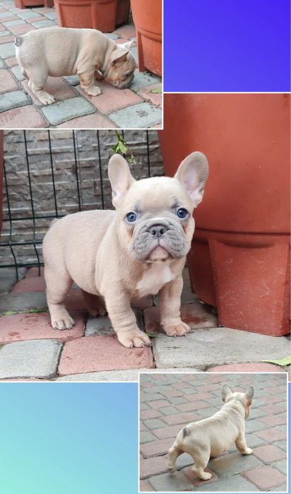 Голубопалевый пацан с голубыми глазами