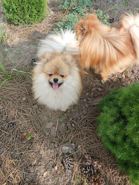 Померанський шпіц