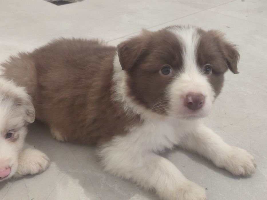 Border collie piesek fci zkwp