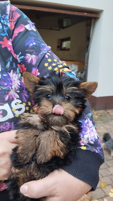 Yorkshire terrier suczka malutka