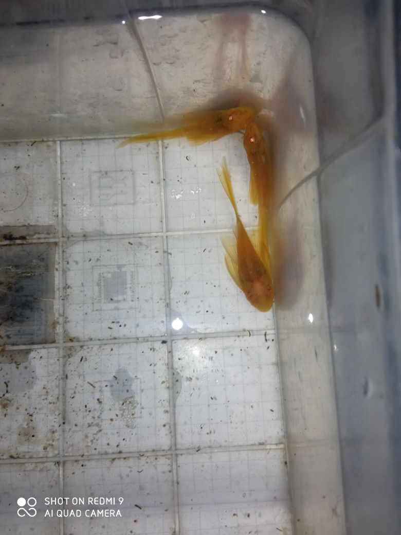 SUPER Cena Rarytas Zbrojnik ancistrus Green Dragon albinos welonowy