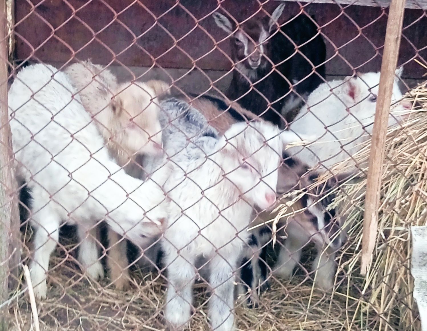 Продам малих цапиків