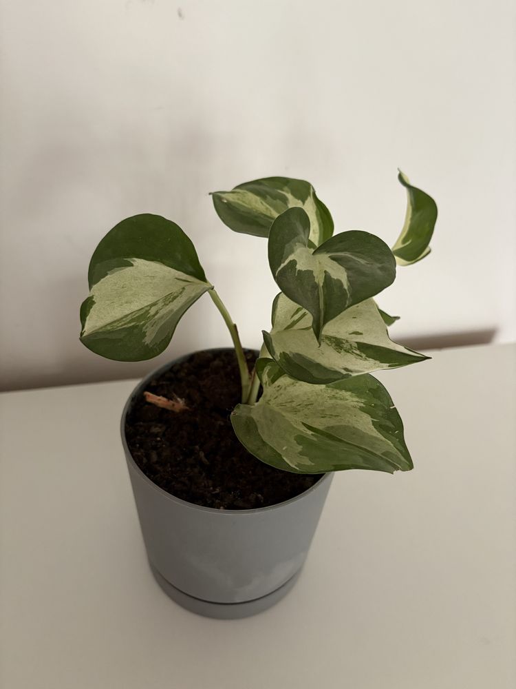 Sprzedam Epipremnum