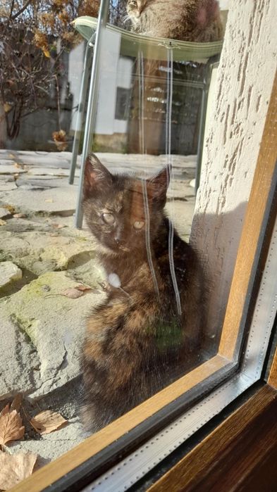 Kotek za darmo do oddania w dobre ręce