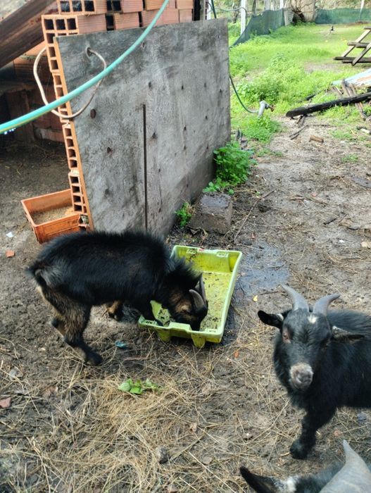 Cabritos Anões Machos