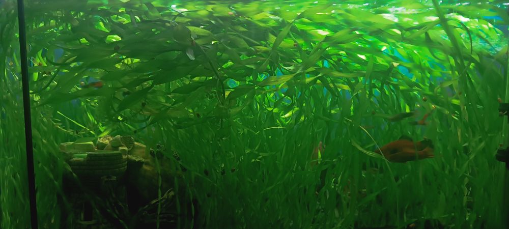 Аквариумные растения Валлиснерии