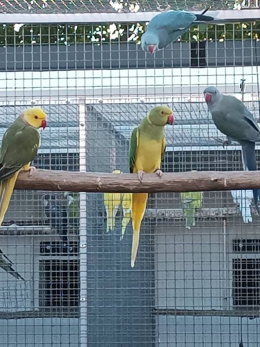 Aleksandretta obrozna