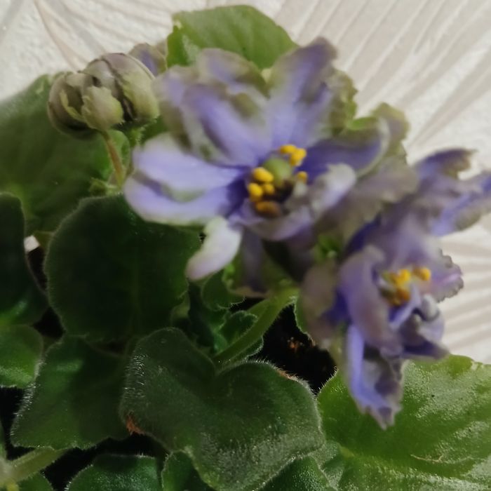 Фіалки   сортові