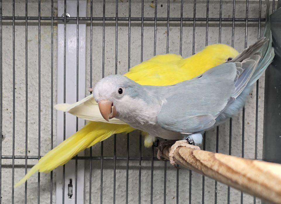 Conures amarelos e azuis