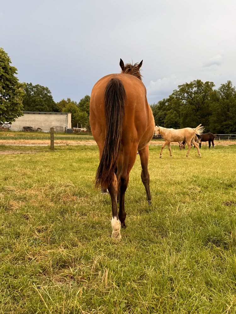 Klaczka aqh buckskin