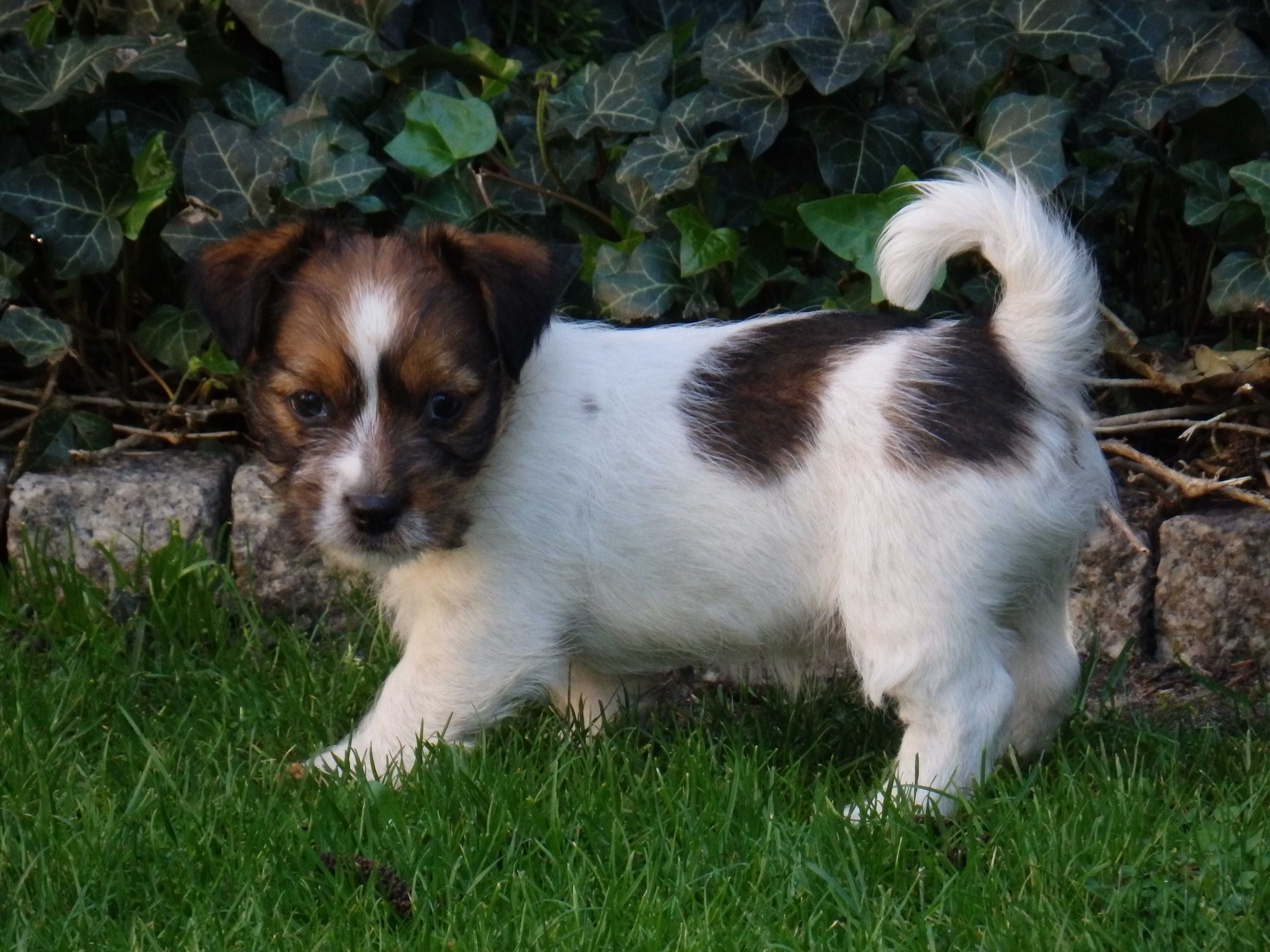 Jack Russell Terrier WZORCOWY szorstkowłosy PIESEK wire- haired MALE