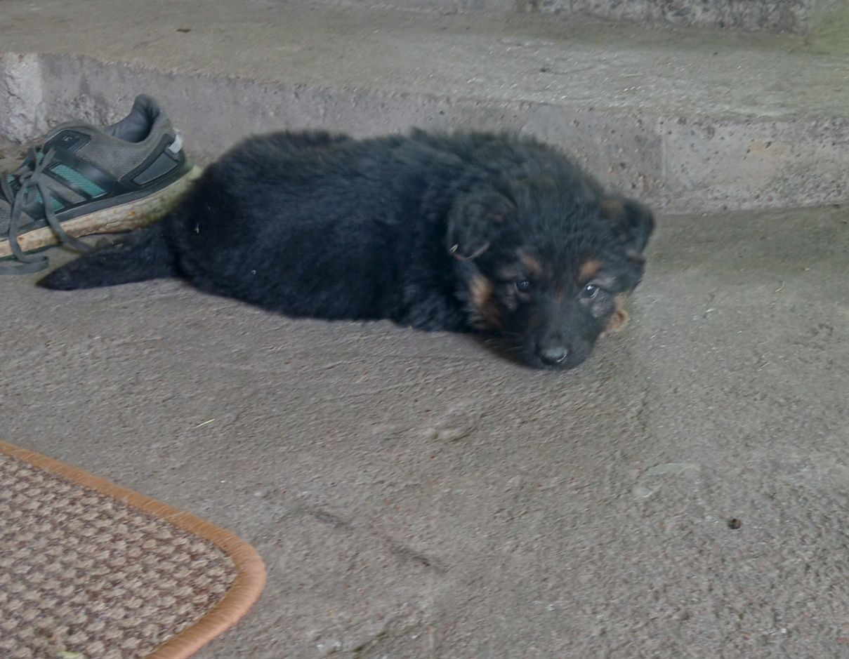 Цуценята німецької вівчарки