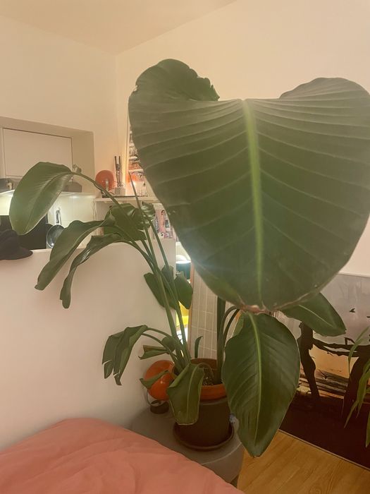 Bird of Paradise Strelitzia Potted Plant Estrelicia interior Design