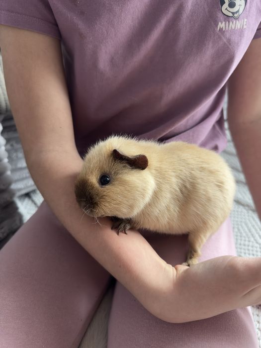 Swinki morskie  rasy Us Teddy