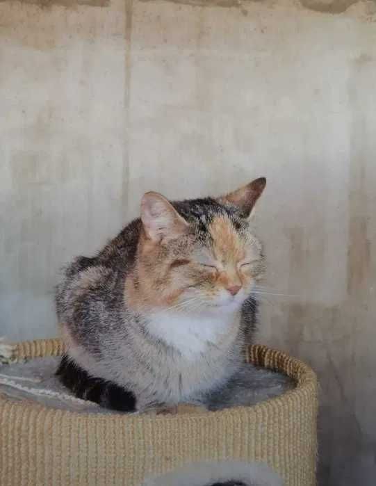 Zocha – ciepła, przytulaśna kotka gotowa pokochać człowieka