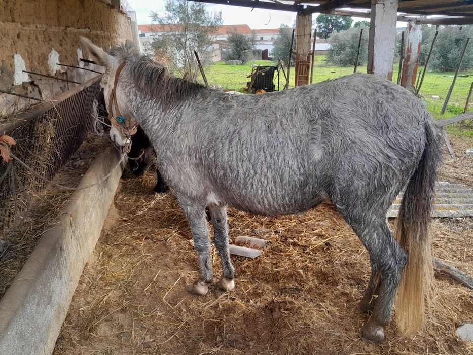 Vendo  ou troco mula