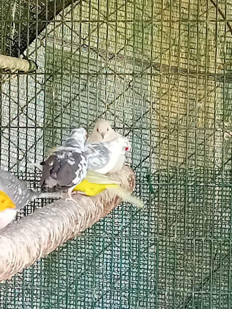 Várias aves para ceder