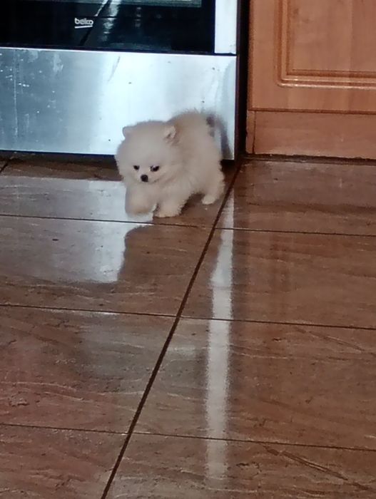 Szpic miniaturowy piesek