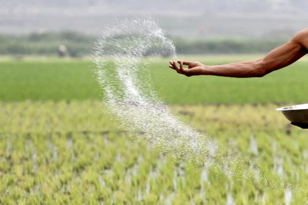 FERTILIZANTE/ADUBO: UREIA AGRÍCOLA GRANULADA | 46% DE NITROGÉNIO | 10€ O QUILO