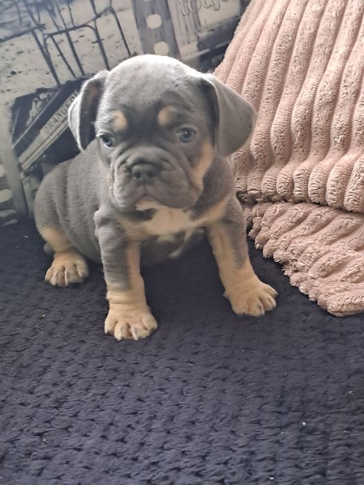 Szczeniak buldog francuski szuczka