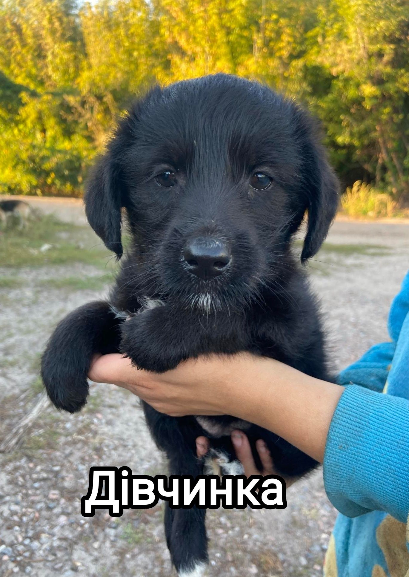 Цуценята в добрі руки