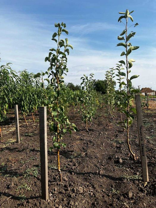 Опт/роздріб саджанців фруктових дерев