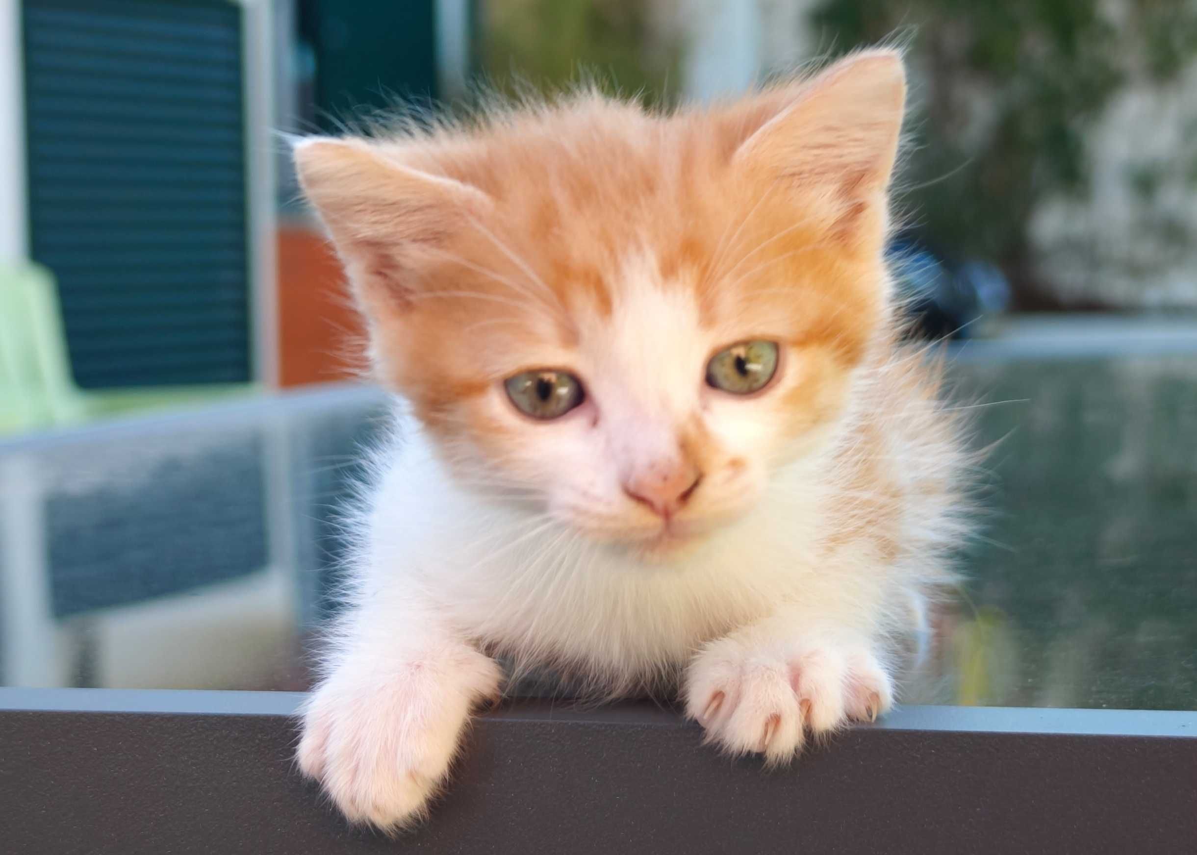 Gatinho para adoção responsável
