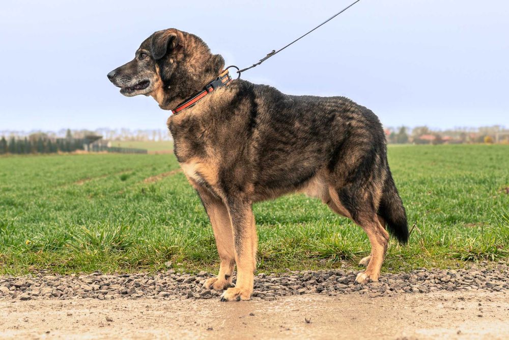 Bigosik - grzeczny, wspaniały, idealny, dojrzały piesek do adopcji