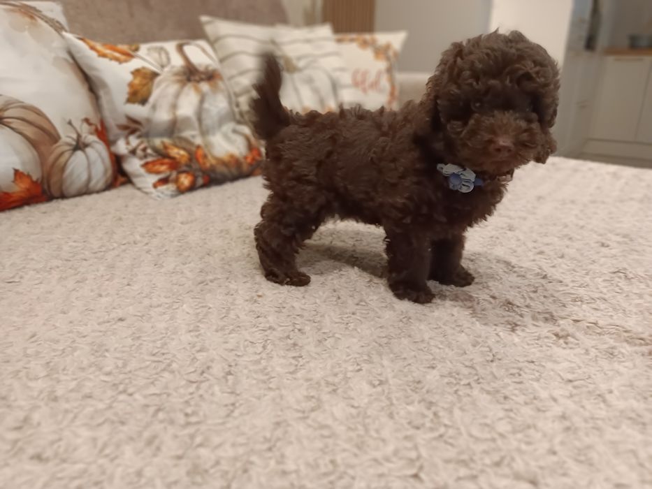 Sprzedam pięknego pieska pudelka czekoladowego