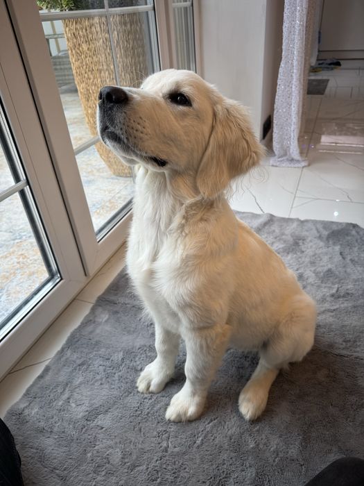 Golden Retriever FCI ZKwP Piesek Po Championie PL *GOTOWY DO ODBIORU*