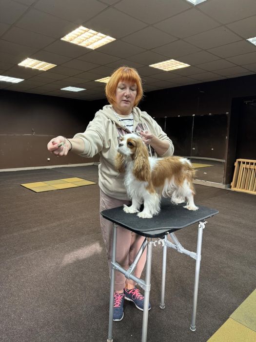 Хендлінг зал хендлер дресирування собак кінолог