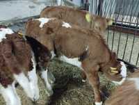 Byczki i cieliczki rasy mięsnej 80kg