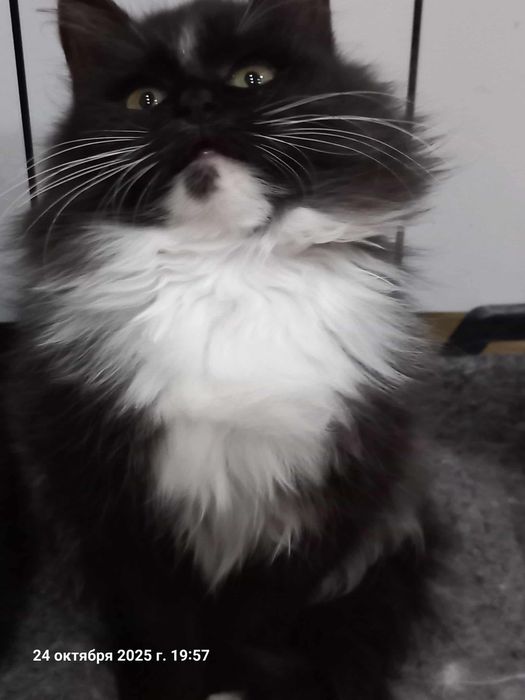 Безкоштовно в добрі руки котики