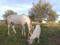 Cabras e cavalo para vender