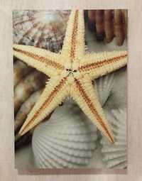 Quadro tela motivo: estrela do mar, sticker com frase, papel de parede
