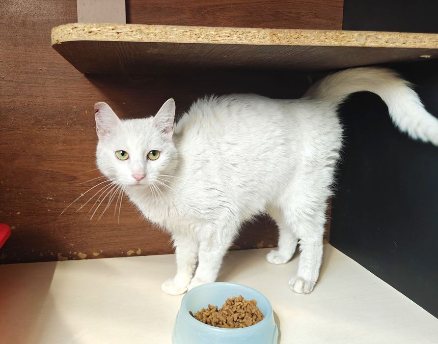 Ніжний котик-подружка красуня Айсі, 1 рік, кішка