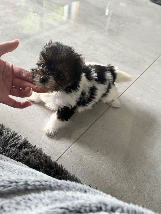 York biewer tricolor suczka xs mini